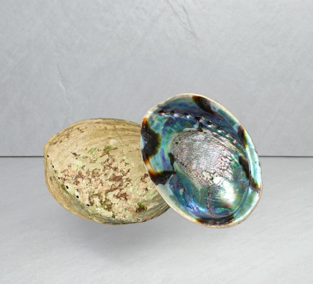Pāua Shell | Ocean Calm + Inner Harmony – Opal and Sage